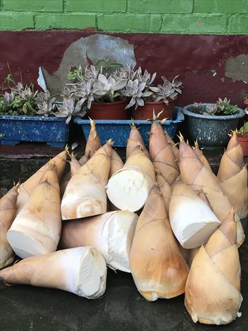 竹筍 產品圖片（產品編號 660189）