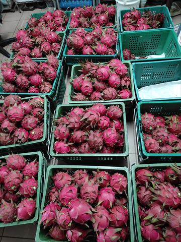 紅龍果 產品圖片（產品編號 660570）