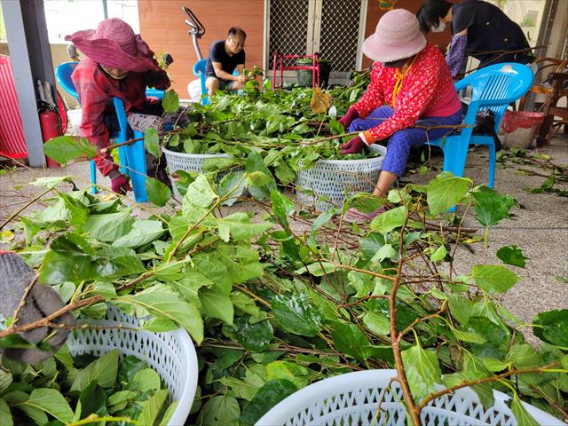 桑椹葉 產品圖片（圖片編號 893879）