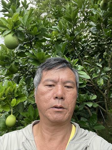 柚子 產品圖片（產品編號 660993）