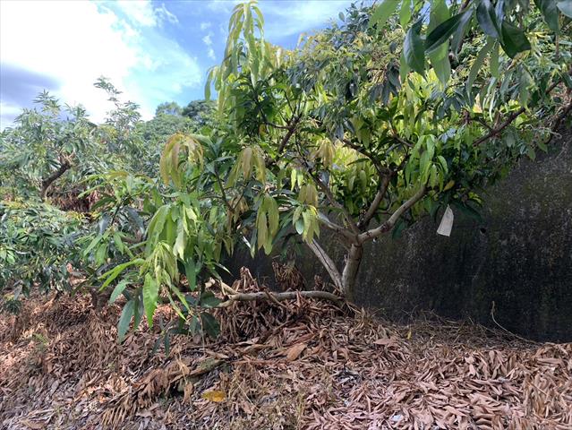 荔枝 產品圖片（圖片編號 895067）