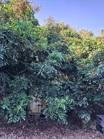 龍眼 產品圖片（圖片編號 895079）