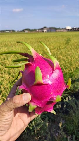 紅龍果 產品圖片（產品編號 661215）
