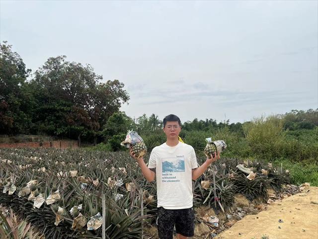 鳳梨 產品圖片（產品編號 661552）