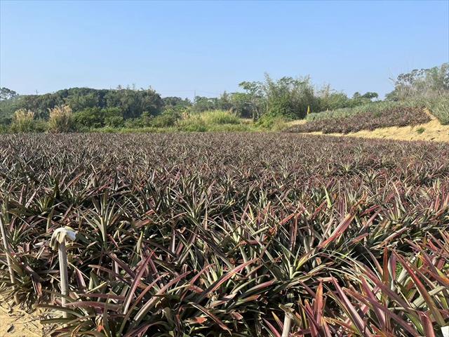鳳梨 產品圖片（圖片編號 896275）