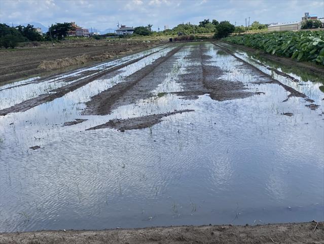 稉稻(白米或黑米) 產品圖片（產品編號 661568）