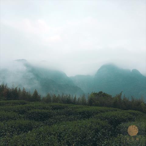 茶製品-茶 產品圖片（圖片編號 896347）