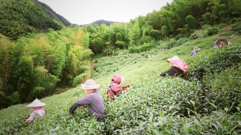 茶製品-茶 產品圖片（圖片編號 896348）