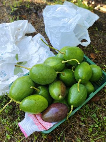 酪梨 產品圖片（產品編號 661823）