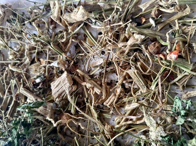 苦瓜 產品圖片（圖片編號 897077）