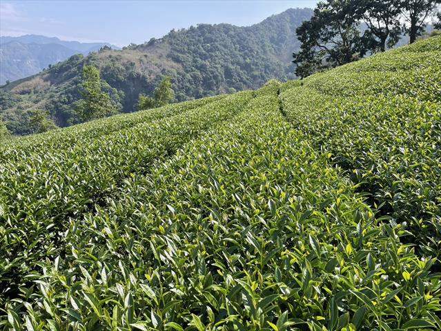 茶製品-茶 產品圖片（產品編號 661934）