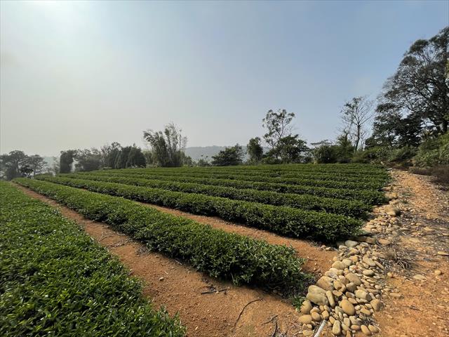 茶製品-茶 產品圖片（圖片編號 897411）