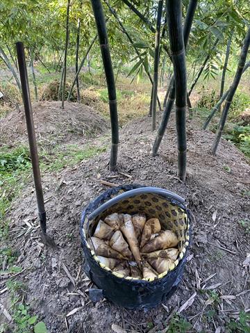 竹筍 產品圖片（產品編號 662178）