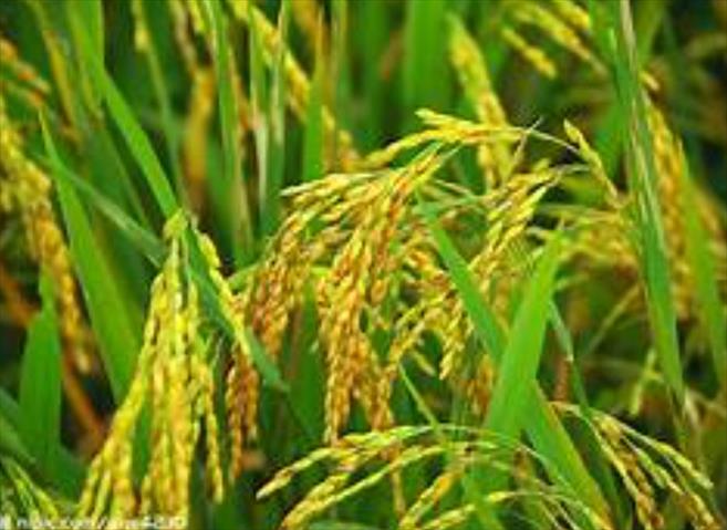 秈糯稻(白米) 產品圖片（產品編號 662236）