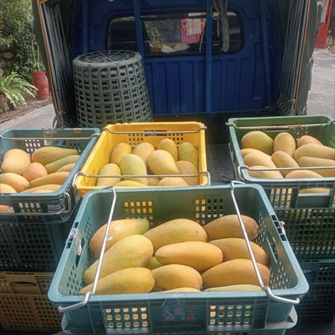 芒果 產品圖片（產品編號 662451）
