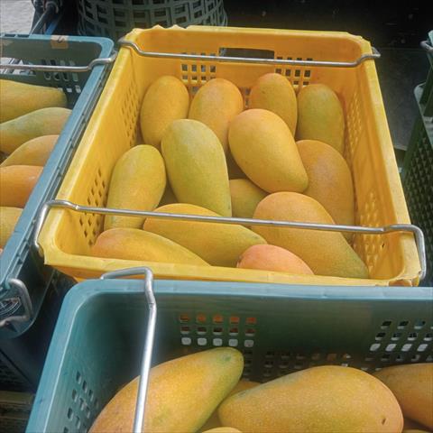 芒果 產品圖片（產品編號 662452）