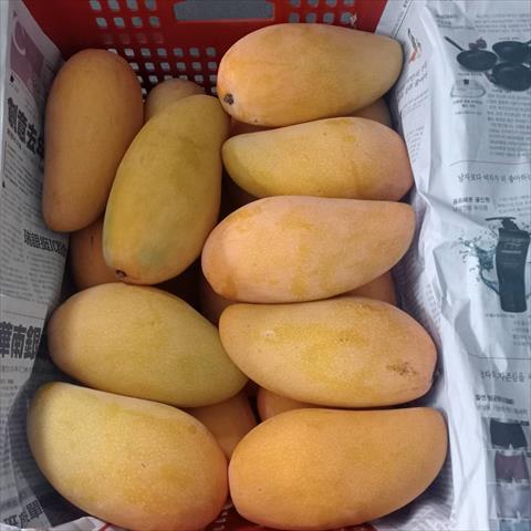 芒果 產品圖片（圖片編號 898179）