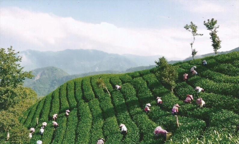 茶製品-茶 產品圖片（產品編號 662468）