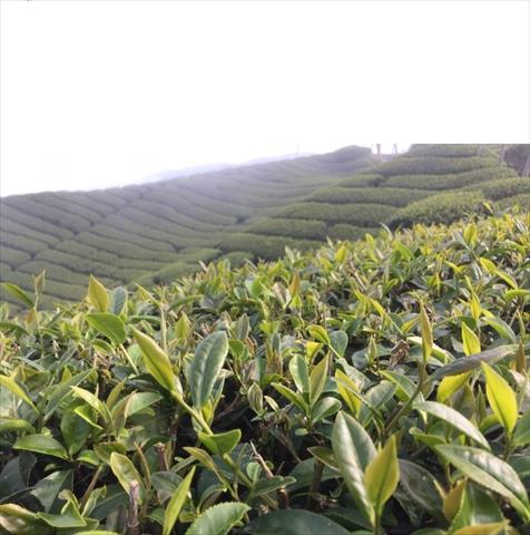茶製品-茶 產品圖片（圖片編號 898327）
