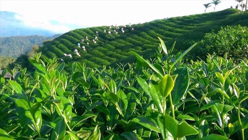 茶製品-茶 產品圖片（圖片編號 898329）