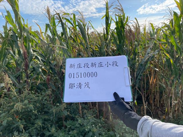 硬質玉米 產品圖片（產品編號 662626）