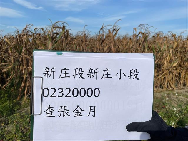 硬質玉米 產品圖片（產品編號 662628）
