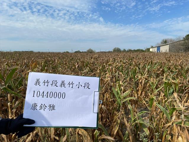 硬質玉米 產品圖片（產品編號 662629）