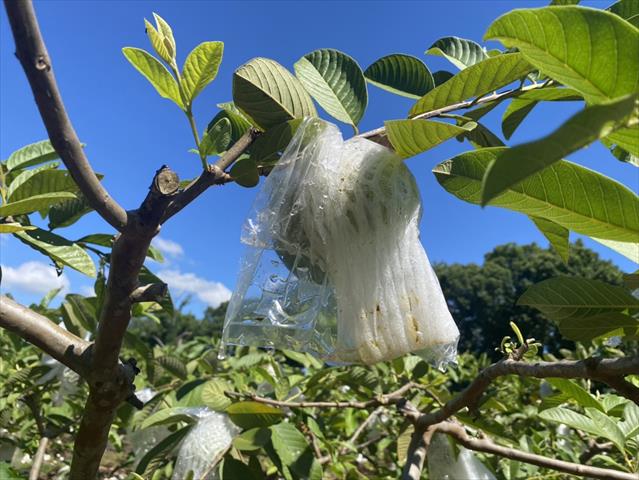 番石榴(芭樂) 產品圖片（圖片編號 898592）