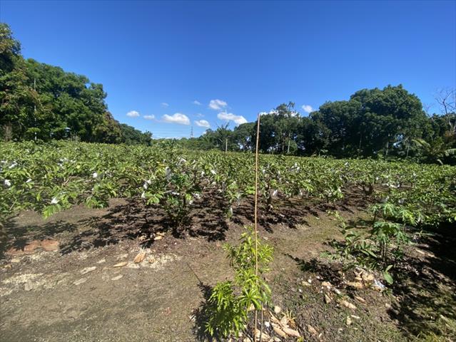 番石榴(芭樂) 產品圖片（產品編號 662630）