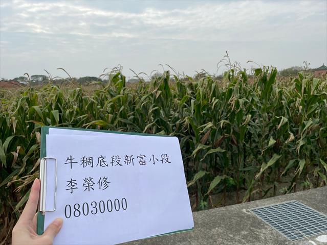 硬質玉米 產品圖片（產品編號 662638）