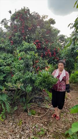 荔枝 產品圖片（圖片編號 898635）