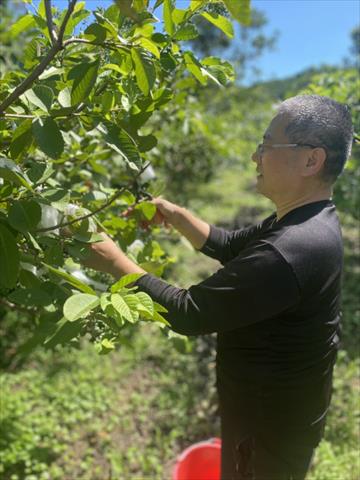 番石榴(芭樂) 產品圖片（產品編號 662678）
