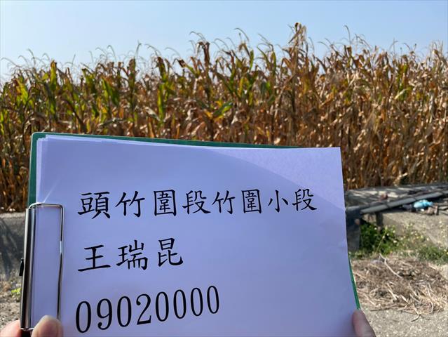 硬質玉米 產品圖片（產品編號 662708）