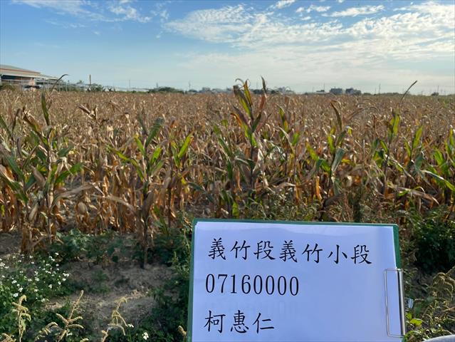 硬質玉米 產品圖片（產品編號 662713）