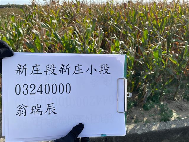 硬質玉米 產品圖片（產品編號 662723）