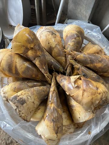 竹筍 產品圖片（圖片編號 899076）