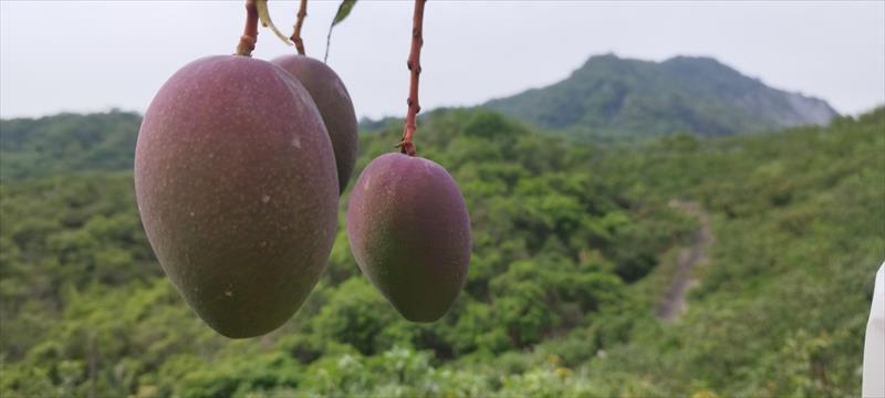 芒果 產品圖片（圖片編號 899197）