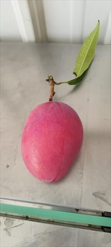 芒果 產品圖片（圖片編號 899198）