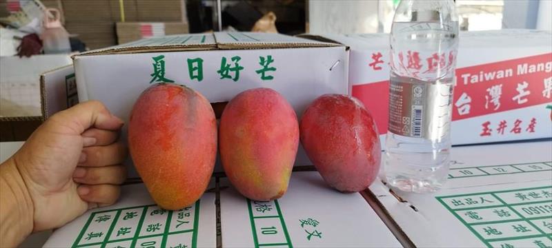 芒果 產品圖片（產品編號 662843）