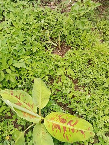 香蕉 產品圖片（圖片編號 900036）