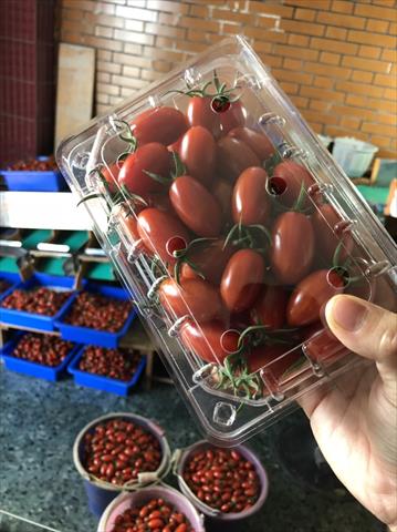 番茄(含小番茄) 產品圖片（產品編號 663052）