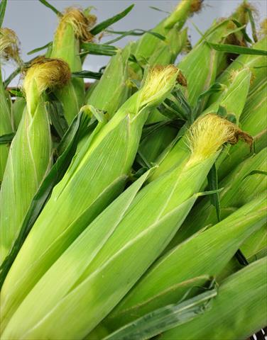 玉米製品-蒸煮 產品圖片（圖片編號 900421）