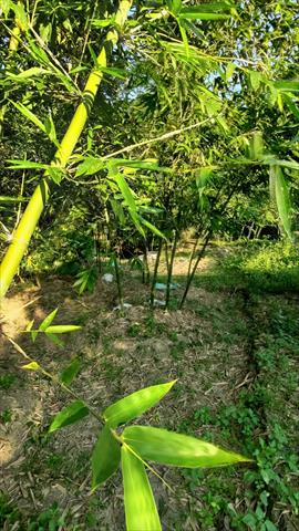竹筍 產品圖片（圖片編號 900844）