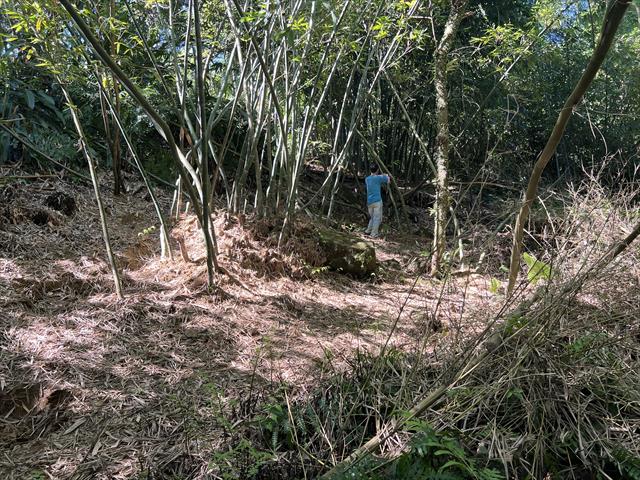 竹筍 產品圖片（產品編號 663252）
