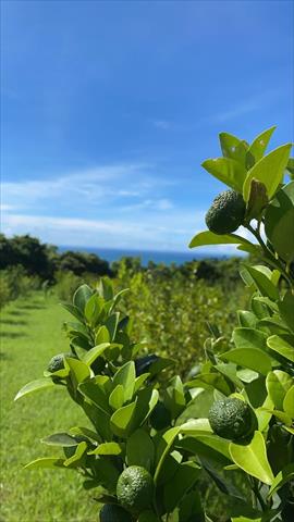 其它柑橘 產品圖片（圖片編號 901344）