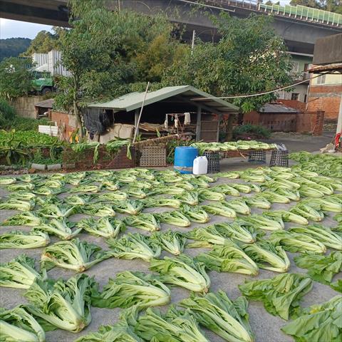學菜(鴨舌菜,福菜) 產品圖片（圖片編號 901776）