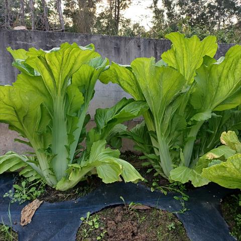 學菜(鴨舌菜,福菜) 產品圖片（產品編號 663740）