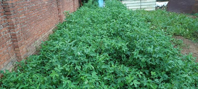 學菜(鴨舌菜,福菜) 產品圖片（圖片編號 901779）