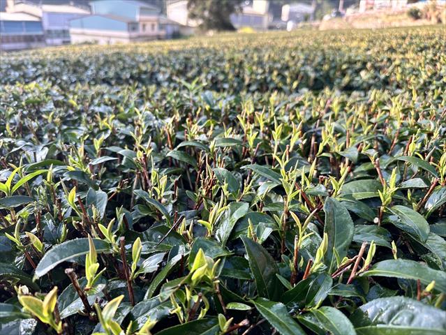 茶製品-茶 產品圖片（產品編號 663795）