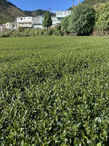 茶製品-茶 產品圖片（圖片編號 901875）